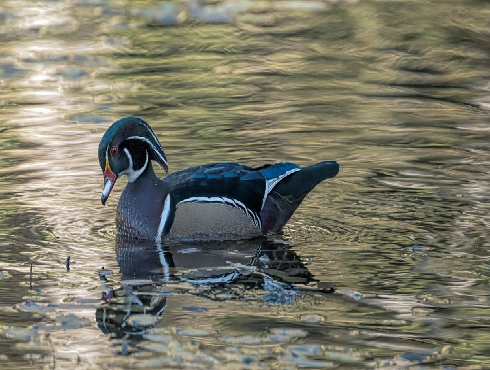 Wood Duck